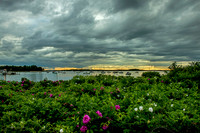 Rosa Rugosa at Monument Beach