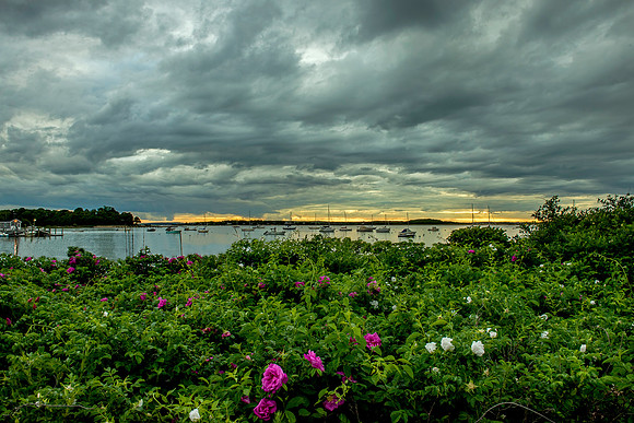 Rosa Rugosa at Monument Beach